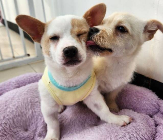 서울시 민관협력 입양센터 발라당에서 보호 중인 강아지 '미르'(왼쪽) ⓒ 뉴스1