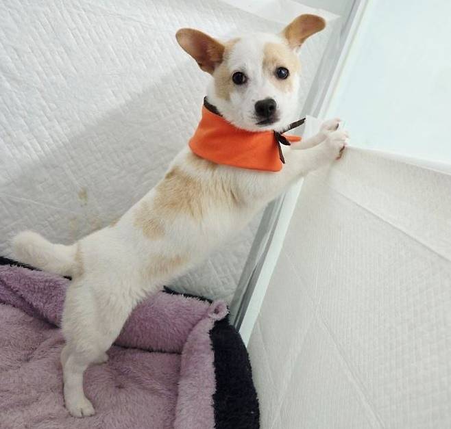 짧은 다리와 통통한 몸매가 매력인 '미르' (동물과 함께 행복한 세상 제공) ⓒ 뉴스1