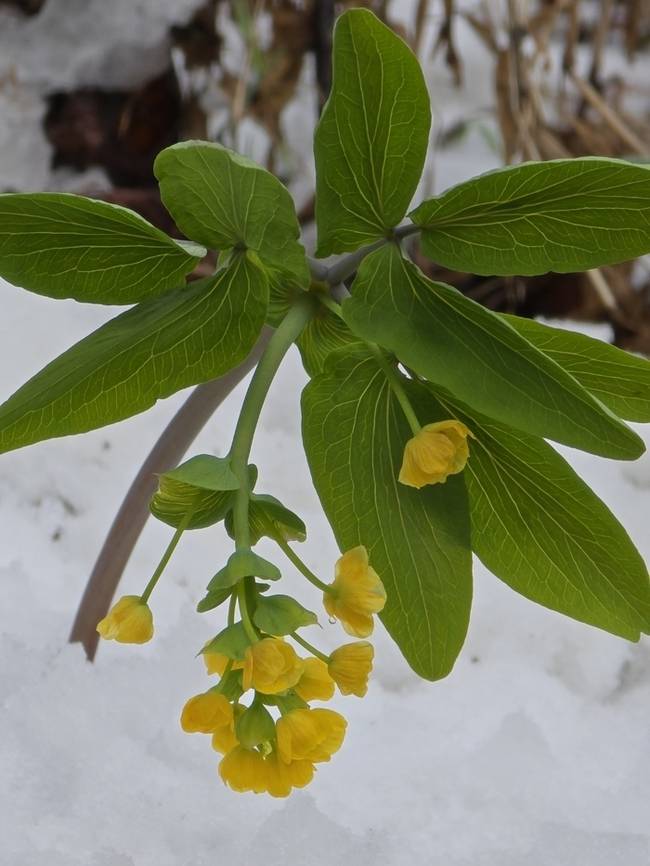 ▲ 14일 인제 기린면 진동리에서 희귀식물인인 한계령풀 꽃이 눈속에서 활짝 피어 봄의 자태를 뽐내고 있다. 진동리 주민 김철한 씨 제공