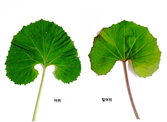 머위(왼쪽)와 독초인 털머위. 산림청 국립수목원