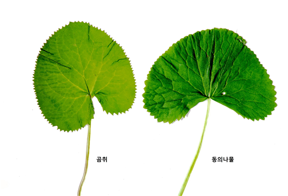 곰취(왼쪽)와 독초인 동의나물. 산림청 국립수목원