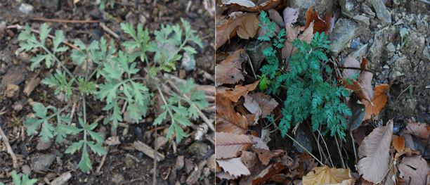 쑥(왼쪽)과 독초인 산괴불주머니. 산림청 국립수목원