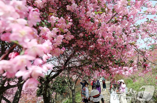 16일 전북자치도 전주시 완산칠봉 꽃동산을 찾은 상춘객들이 활짝 핀 해당화 아래에서 사진을 찍고 있다. 2025.4.16/뉴스1 ⓒ News1 유경석 기자