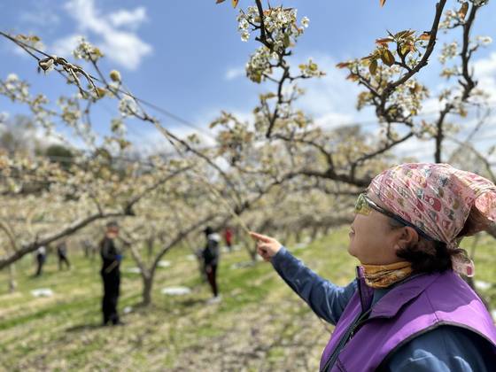 경북 상주시 사벌국면의 한 과수원에서 배꽃에 수술을 묻히는 인공수정 작업을 하고 있다. 천권필 기자