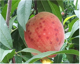 뽕나무깍지벌레 피해를 본 복숭아 열매. 농촌진흥청