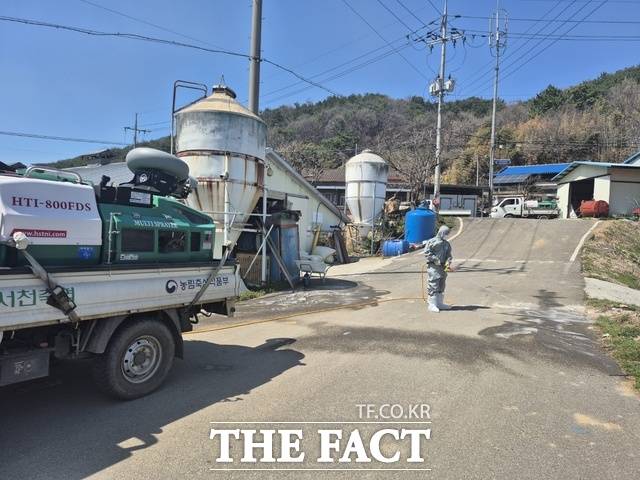 서천군이 최근 확산되는 조류인플루엔자와 소·돼지 구제역 확산 방지를 위해 축산 농가에 집중 방역을 실시하고 있다. /서천군