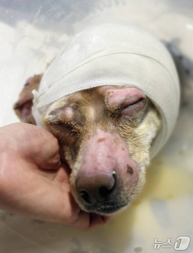 화상 치료를 해준 의료진에게 얼굴을 내밀고 있는 강아지(솔동물의료센터 제공) ⓒ 뉴스1