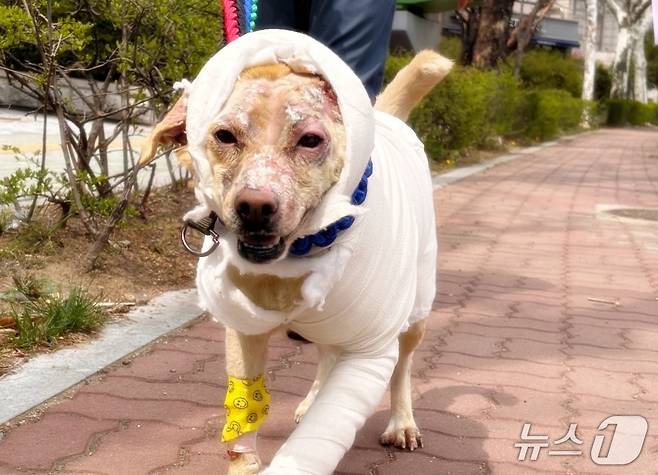 화상을 입은 강아지가 치료를 받고 산책을 하고 있다(솔동물의료센터 제공). ⓒ 뉴스1