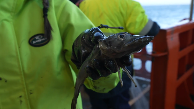 호주 해양생물 연구진이 남극에서 건진 심해어. 사진=AAD/Pete Harmsen