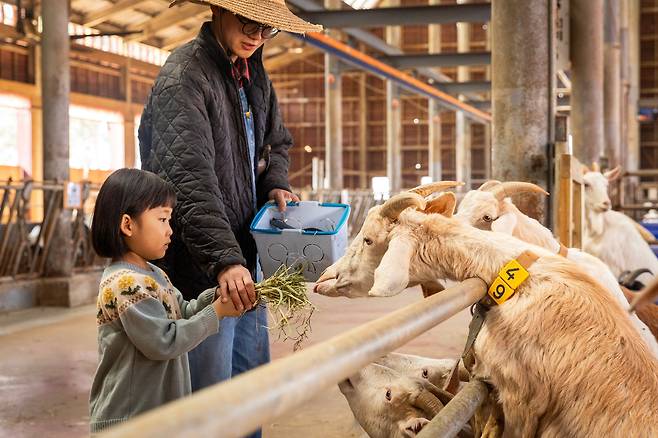'상하농원' 동물 농장에서 염소에게 먹이주기 체험을 하는 어린이. 체험형 농장인 상하농원은 가족 여행지로 인기다. / 이건송 영상미디어 기자