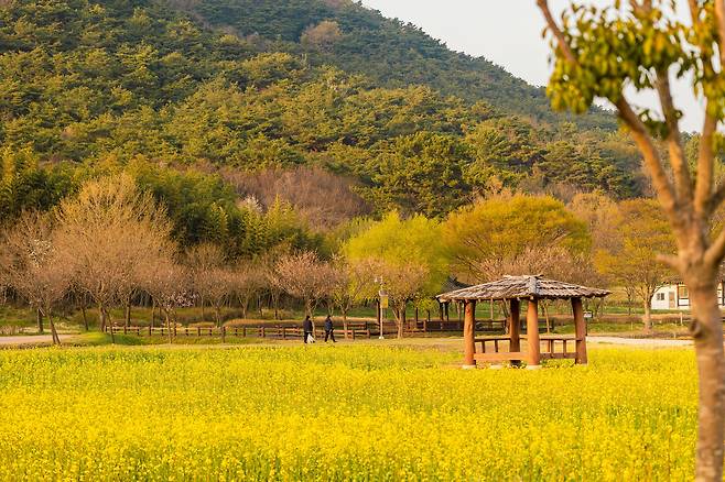 고인돌유적지 부근에도 유채꽃이 한창이다. 고인돌박물관, 선사 마을 등이 어우러져 있어 봄 나들이 명소로도 인기다. / 이건송 영상미디어 기자