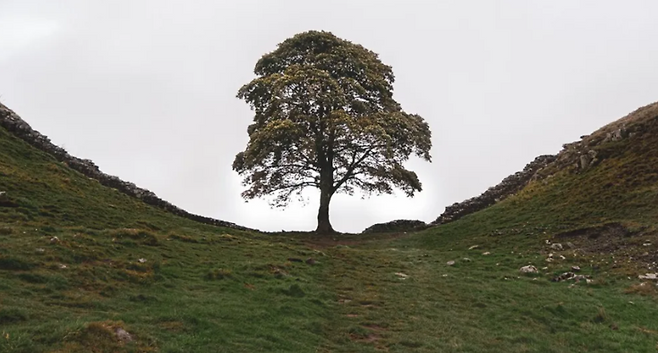 시카모어 갭에 서 있는 플라타너스 나무를 트래킹 중이던 앨리스 와이솔이 지난 2023년 베어지기 하루 전 우연히 찍은 사진. /사진=BBC방송