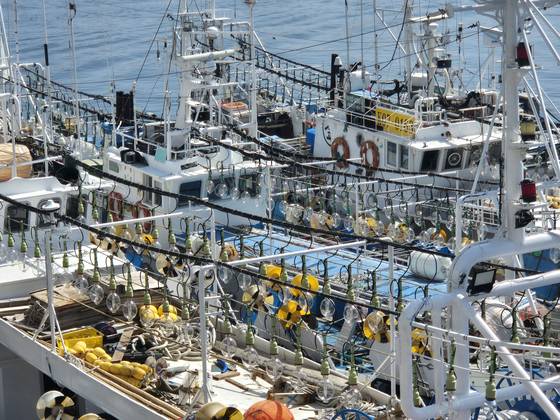 지난달 23일 강원 강릉시 주문진읍 주문진항에 오징어를 잡을 때 쓰는 전구를 주렁주렁 매단 채낚기 어선이 정박해 있는 모습. 박진호 기자