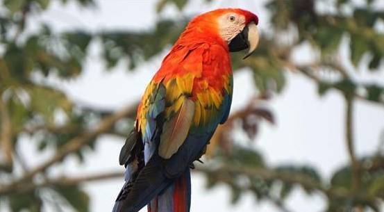 금강앵무는 도구 사용, 언어 모방, 문제 해결 능력이 뛰어난 종으로 알려져 있다. 그린피스 제공