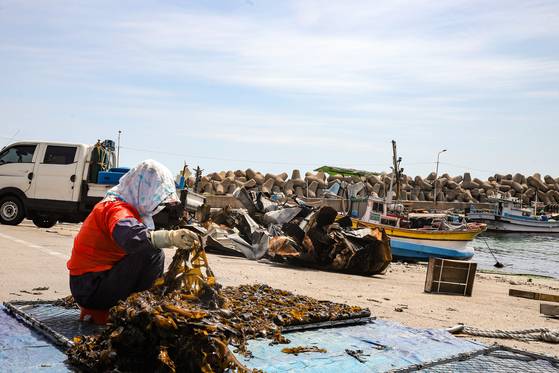 경북 영덕군 영덕읍의 한 항구에서 어민들이 돌미역 작업을 하고 있다. 뒤로 불길에 전소된 배의 잔해가 남아 있다. 조경래 국립청소년해양센터장 제공