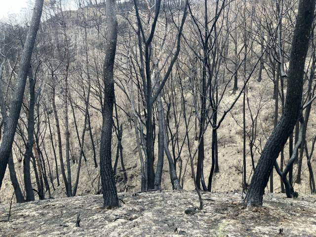 ▲산불 피해가 심했던 경북 의성 점곡면 동변리 인근 뒷 산 내부 전경. 숲가꾸기가 이뤄져 소나무만 남겨진 산이다. 모두 불에 타서 검게 그을렸다. ⓒ프레시안(손가영)