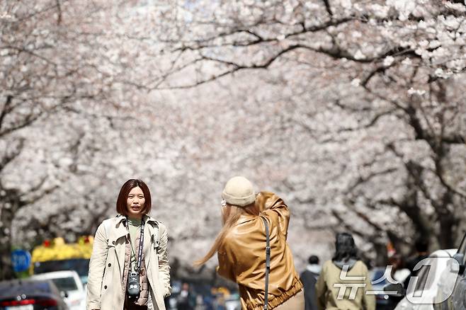 1일 부산 수영구 남천동 한 아파트 단지 내 벚꽃군락지에서 외국인 관광객들이 활짝 핀 벚꽃을 배경으로 사진을 찍으며 봄 기운을 즐기고 있다. 2025.4.1/뉴스1 ⓒ News1 윤일지 기자