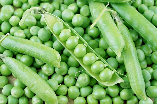 완두콩