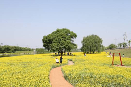 도시농업페스티벌 유채꽃밭. 청주시 제공