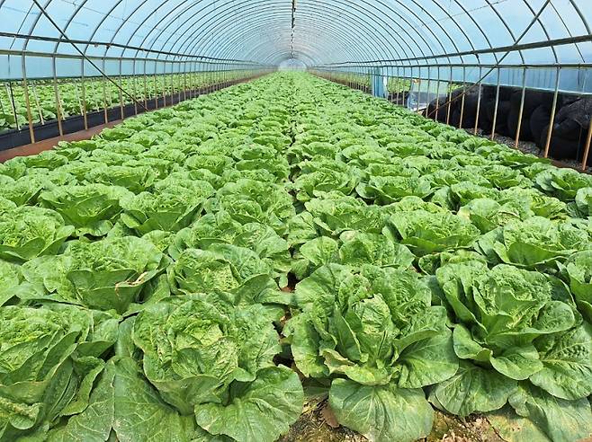 시설 봄배추 재배 현장. 한국농수산식품유통공사 제공