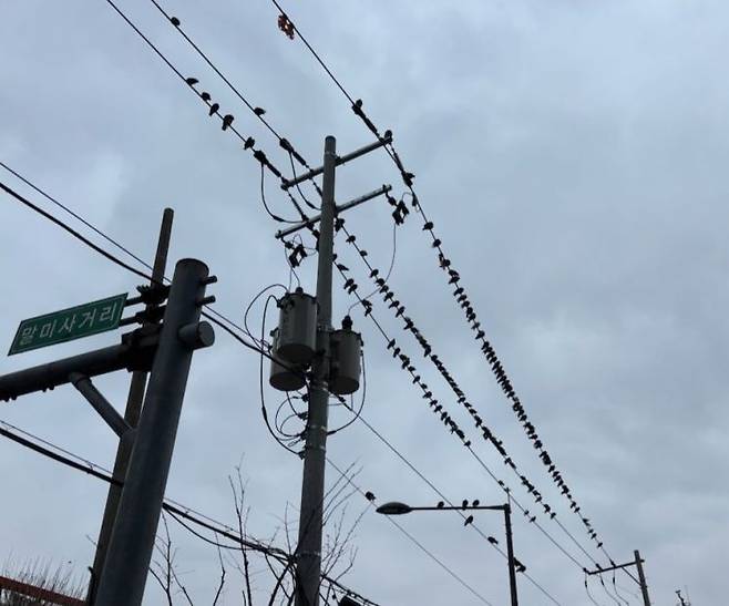 서울 금천구 말미사거리 우시장 인근 전봇대와 전깃줄에 비둘기 수백마리가 떼지어 있다. 변선진 기자
