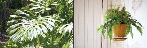 (왼쪽부터)셀렘, 보스턴고사리(사진 픽사베이(셀림 사진), 게티이미지뱅크)