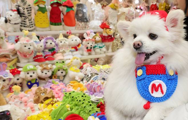 지난 3월 7일 경기도 고양시 킨텍스 제2전시장에서 열린 반려동물 용품 박람회 ‘2025 펫쇼 코리아’에서 견주와 함께 나온 반려견이 패션가게 앞에 서 있다. 연합뉴스