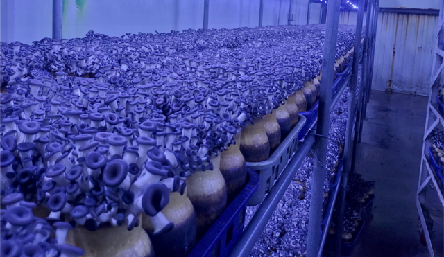 강원 홍천군 서석면에서 느타리버섯을 재배하는 김민수씨의 버섯 재배사 내부 모습. 발광다이오드(LED) 조명을 24시간 켜놓는다. 김씨 제공