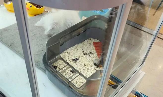 해당 매장과 직원은 자판기와 떨어져 있어 관리가 되지 않는 시간에는 동물들이 방치되는 상황이다. 남방도시보