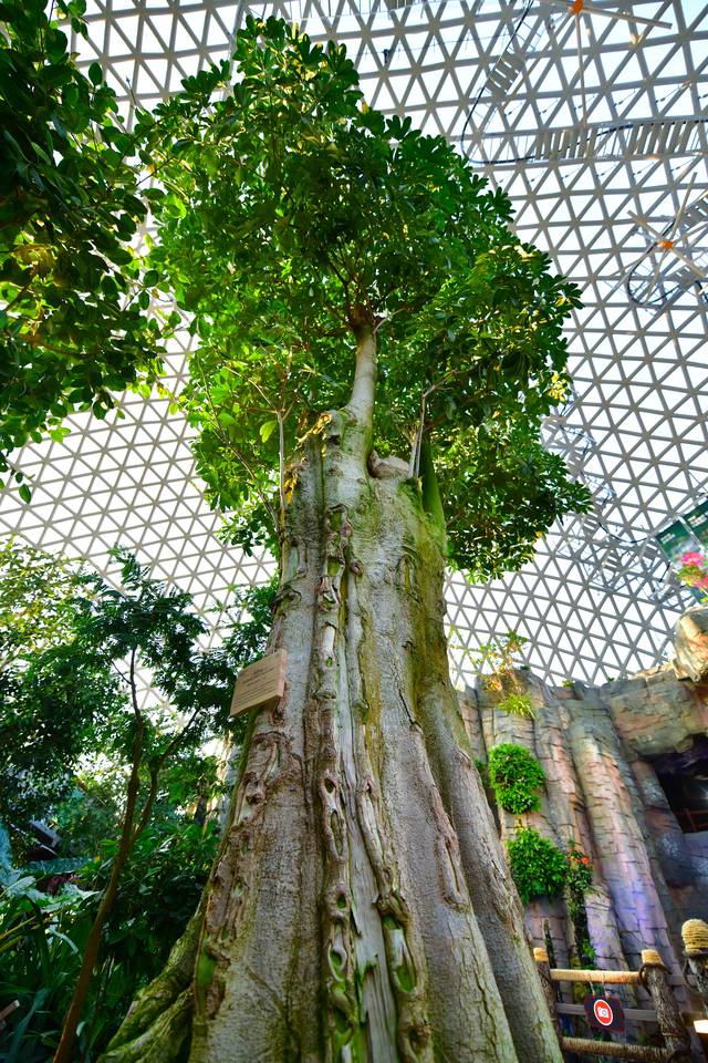 소원을 이뤄준다는 설화가 있는 300년된 ‘흑판수’ 나무 모습. 거제식물원