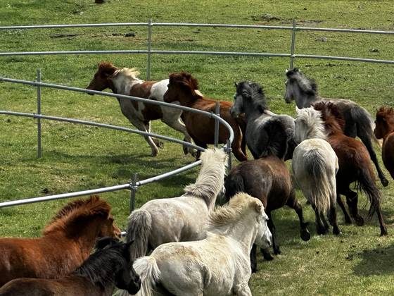 이달 19일 오후 제주도 한라산 중턱의 제주마방목지에서 제주마 100여 마리가 한꺼번에 달리고 있다. 최충일 기자