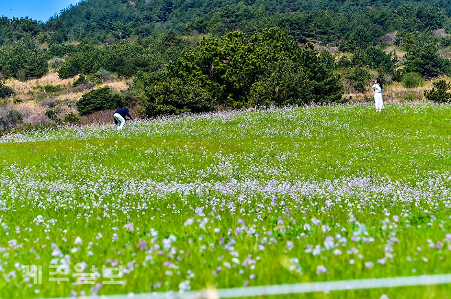 10일 서귀포시 표선면 성읍리 한 들판에 갯무꽃이 활짝 펴 관광객들이 산책을 하며 즐거운 시간을 보내고 있다. 고봉수 기자
