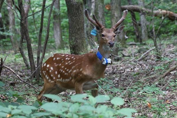 속리산국립공원에 나타난 대만꽃사슴. 국립공원공단 제공