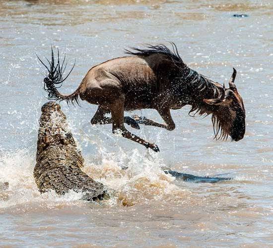 누우가 악어의 습격을 피해 본능적으로 점프하고 있다./7wonderssafaris.com