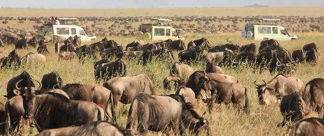 케냐 마사이마라와 탄자니아 세렝게티로 연결된 대평원지역에서의 누우 떼의 대이동은 최고의 사파리 관람 코스 중 하나로 꼽힌다./Africa Kenya Safaris