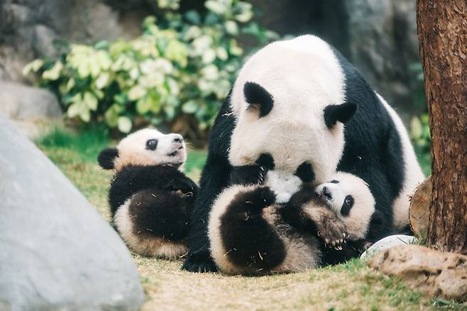 홍콩 오션파크에는 판다 쌍둥이를 볼 수 있는 ‘자이언트 판다 어드벤처’ 전시장이 있다. / 사진=홍콩관광청