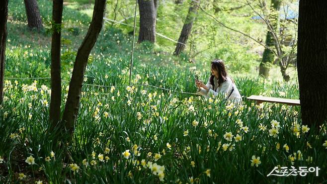 서산 유기방가옥의 명물인 수선화꽃밭. 매년 봄이면 고택 뒷편 6만6116㎡(약 2만 평)에 달하는 구릉에 걸쳐 수선화가 만개하며 노란 꽃바다를 이룬다 충남|김재범 기자 oldfield@donga.com