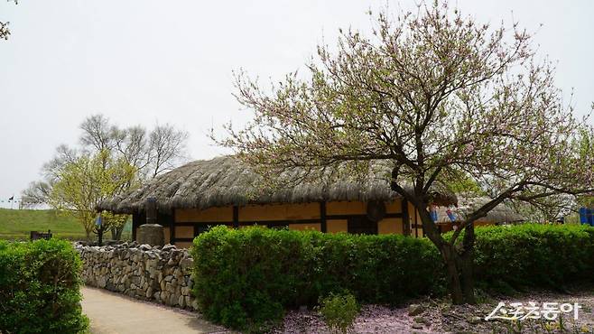 서산 해미읍성에 재현한 초가에 봄 정취를 자아하는 꽃이 피어 있다. 초가 마당에는 사진을 찍을 수 있는 포토존과 함께 투호 같은 민속놀이를 체험할 수도 있다 충남|김재범 기자 oldfield@donga.com