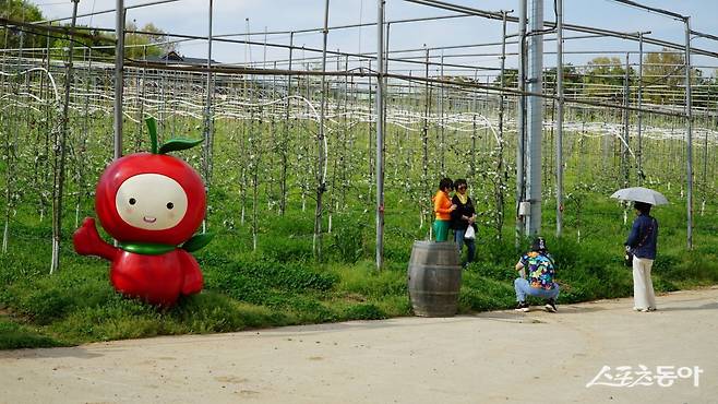 예산 은성농원의 사과밭에서 관광객이 사진을 찍고 있다. 예산사과를 처음 재배한 지역인 고덕면에 있는 은성농원은 6000여 그루의 사과나무에서 친환경 농법으로 사과를 재배한다 충남|김재범 기자 oldfield@donga.com