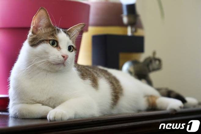 고양이. ⓒ 로이터=뉴스1 ⓒ News1 정윤영 기자