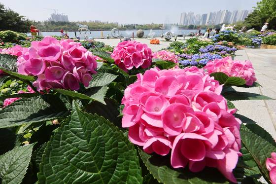경기 고양시 일산동구 일산호수공원에 핀 수국. 뉴스1