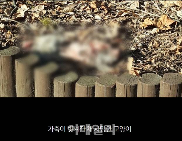 지난 2월 동물보호단체 동물자유연대에 제보가 들어온 길고양이 급식소 근처에서 살해된 채 발견된 고양이의 모습(사진=동물자유연대)
