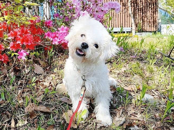 서울동물복지지원센터 마포에서 보호 중인 랏따(센터 제공) ⓒ 뉴스1