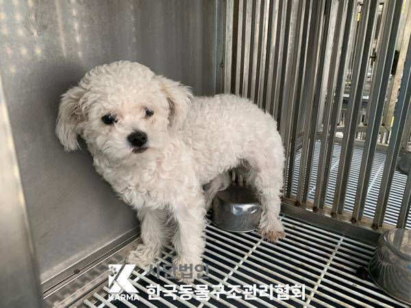 경기도 동두천시 위탁 유기유실동물보호센터인 한국동물구조관리협회에 입소 당시 랏따의 모습(사진 동물보호관리시스템) ⓒ 뉴스1