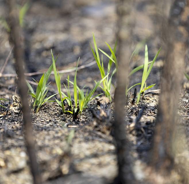 빌뱅이 언덕에서 세상의 피해 집계엔 끼지도 못하는 생명들의 참화 사이로 연둣빛 싹들이 올라오고 있었다. 김진수 선임기자