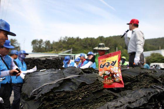 2020년 6월 1일 전남 완도군 금일도에서 열린 다시마 위판 현장. 농심은 너구리를 생산하기 위해 해마다 400t가량의 완도 다시마를 구매하고 있다. 중앙포토