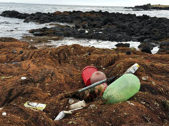 1일 오후 1시 제주시 조천읍 신흥리 해안도로 앞 갯바위에 들러붙은 괭생이모자반. 최충일 기자