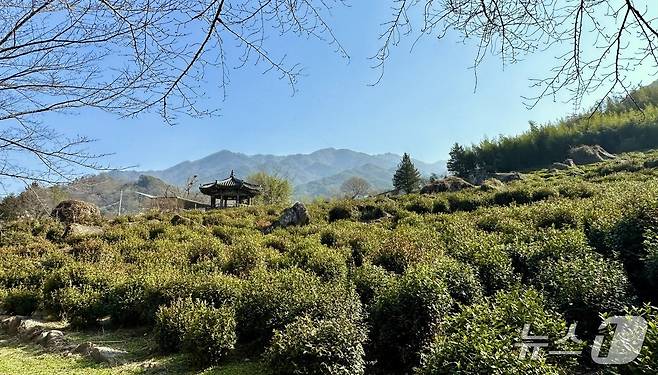 신라 흥덕왕 3년(828년)에 차 씨앗이 처음 뿌려진 차 시배지ⓒ News1 윤슬빈 기자