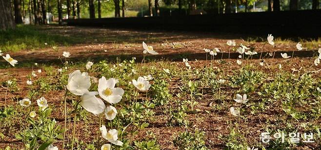 경기 고양 일산호수공원에서 열리고 있는 2025고양국제꽃박람회. 황지해 작가가 지난해 조성한 ‘우리는 선처럼 가만히 누워’ 정원의 바람꽃들이 바람에 흔들리고 있다. 고양=김선미 기자 kimsunmi@donga.com