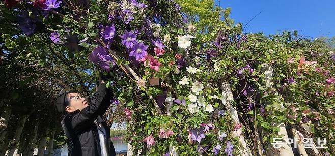 ‘라플레르’ 김명규 대표가 행사장 가운데 클레마티스 정원을 돌보고 있다. 고양=김선미 기자 kimsunmi@donga.com
